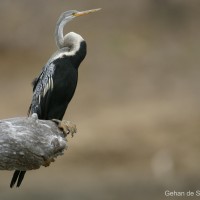 Anhinga